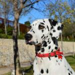 1628573704 364 Dalmatialainen