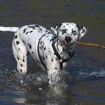 1628573704 671 Dalmatialainen