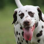 1628573704 682 Dalmatialainen