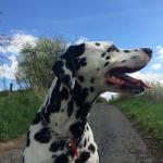 1628573704 695 Dalmatialainen