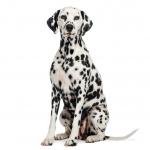 1628573704 81 Dalmatialainen