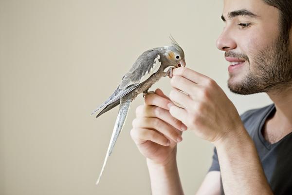 4 Stressausoireita papukaijoilla - ympäristön rikastuminen papukaijille