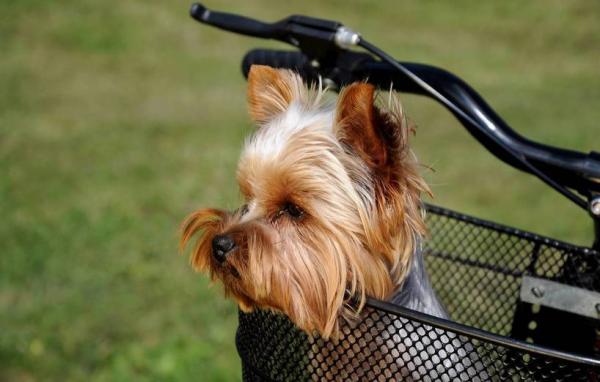 Vinkkejä koiran kävelylle polkupyörällä - Turvallisen kävelyn artikkeleita