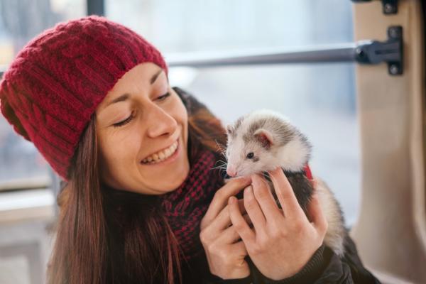 Fretille kielletty ruoka - vinkkejä frettien oikeaan ruokintaan