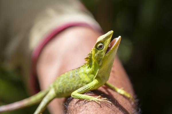 Nimet miehille ja naisille iguaaneille - Vauvojen iguaanien nimet