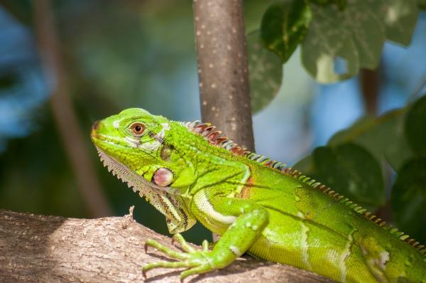 Nimet miehille ja naisille iguaaneille - Nimet iguaaneille, joilla on merkitys