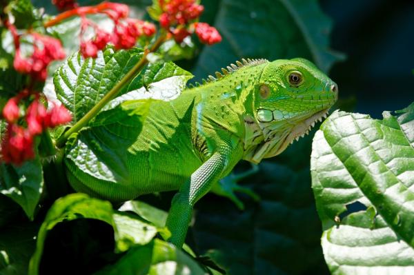 Miesten ja naisten iguaanien nimet - Vihreiden iguaanien nimet