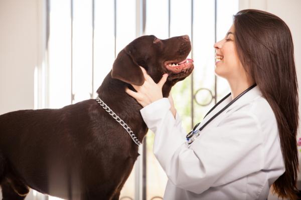 Labradorinnoutajakoiran hoito - Labradorinnoutajakoiran perus- ja terveydenhuolto