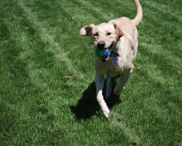 Labradorinnoutajien hoito - Harjoitus labradorinnoutajille