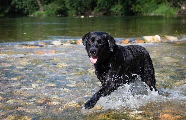 Labradorinnoutaja - Labradorinnoutajaravinto