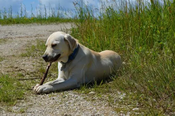 Labradorinnoutajan hoito - Kuinka kommunikoida labradorinnoutajan kanssa