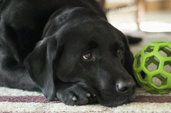 Labradorikoiran hoito - Labradorin sosialisointi