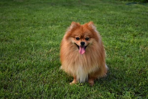 Voitko leikata pomeranian hiukset?  - Pomeranian hiusten ominaisuudet