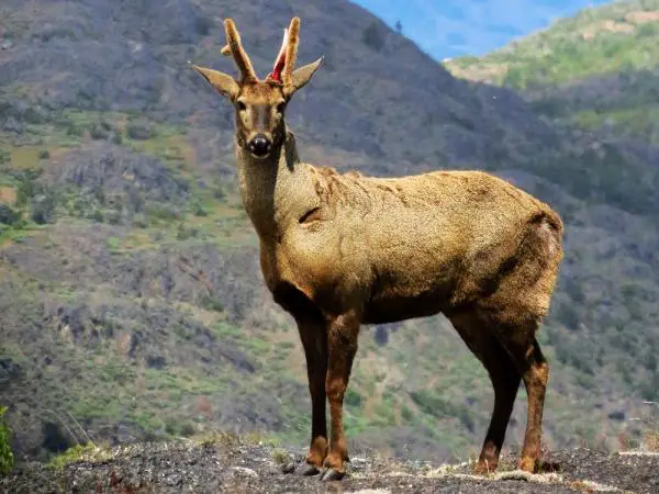 Eläimet, jotka ovat vaarassa kuolla sukupuuttoon Chilessä - 5. Huemul