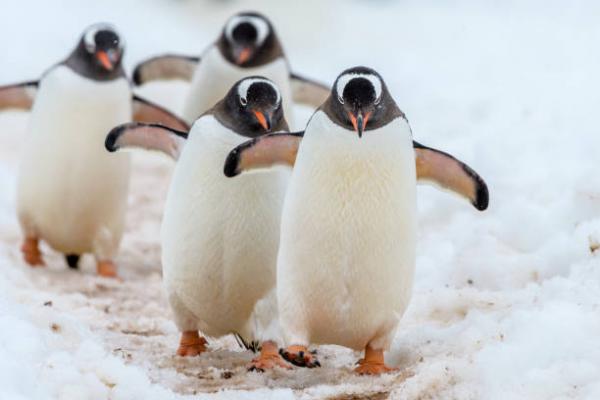 Lentävätkö pingviinit?  - Minne pingviinit menevät talvella?