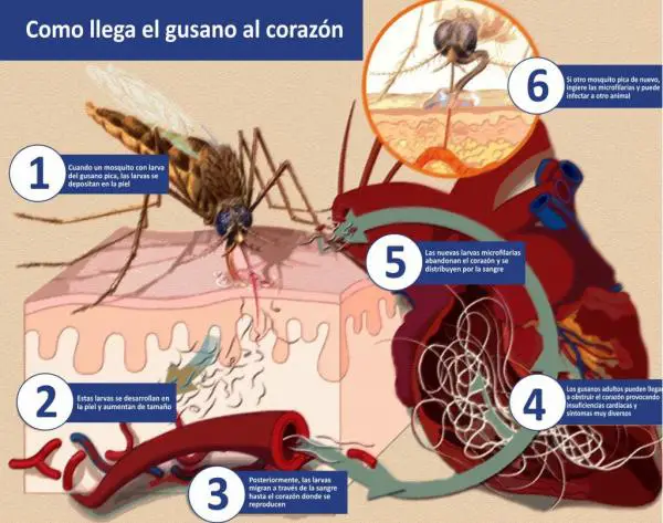 Filaria koirilla - Oireet ja hoito - Koiran filariasis