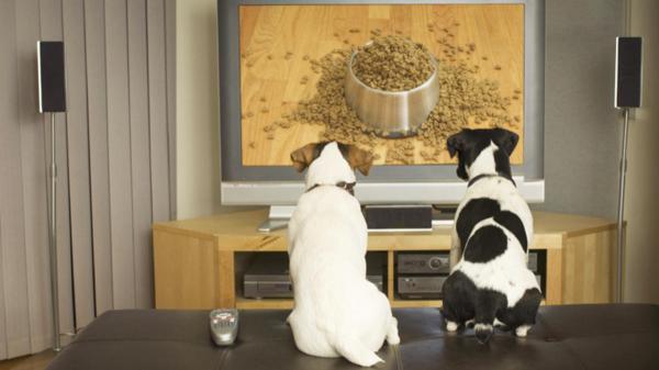 Voivatko koirat katsella televisiota?  - Voivatko koirat katsella televisiota? 