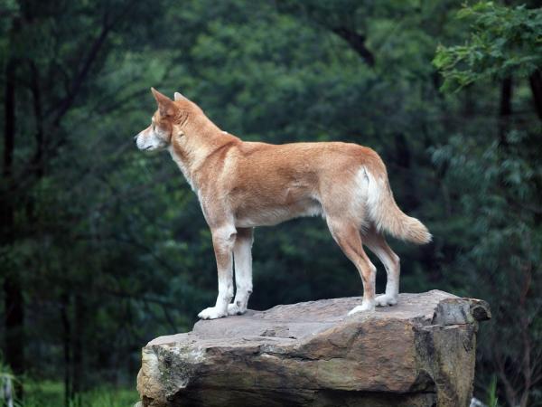 Onko mahdollista pitää dingoa lemmikkinä?  - Australian dingo