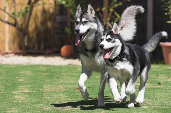 Siperianhusky -koiran nimet - vinkkejä husky -koirien nimien valitsemiseen