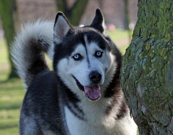 Siperianhusky -koirien nimet - Siperianhuskyjen yleiset ominaisuudet