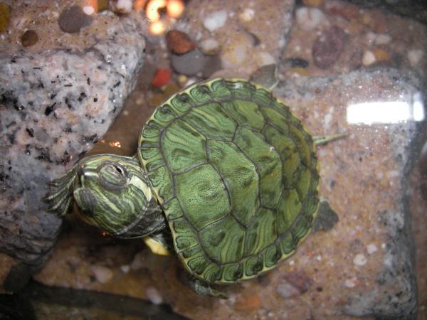 Makean veden kilpikonnalajit - Cumberland Turtle