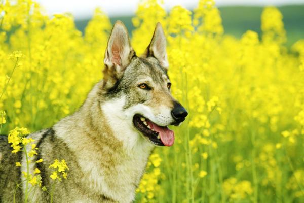 Tšekkoslovakian susikoirakoulutus - Miltä Tšekkoslovakian susikoiraharjoitusten pitäisi näyttää?