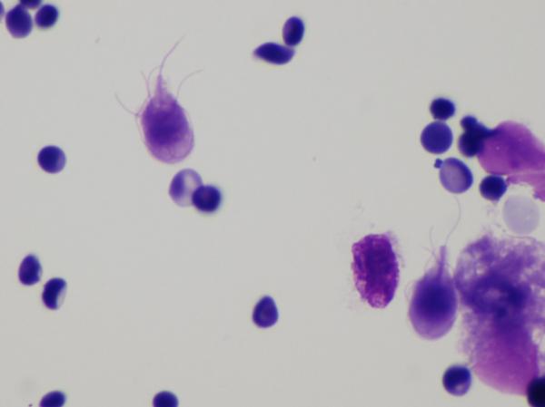 Giardiasis kissoilla - oireet ja hoito - Mikä on Giardia? 