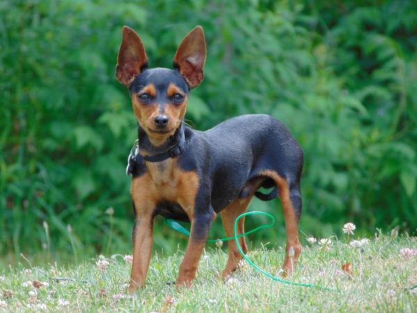 Uros- ja naaraspinscher -koirien nimet - Pinscher -koirien nimet