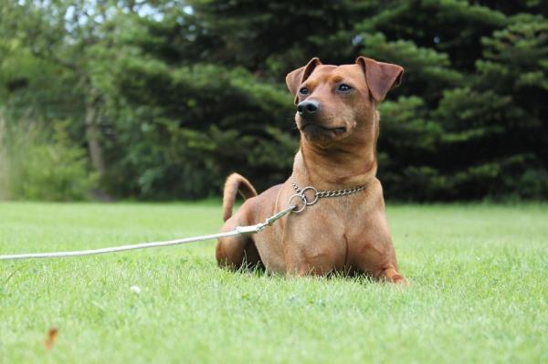 Uros- ja naaraspinscher -koirien nimet - Pinscher -koirien nimet