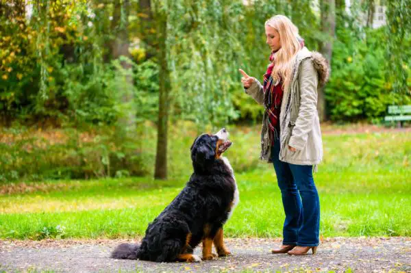 Opeta koirani pysymään käskyssä - Harjoittele eri tilanteissa