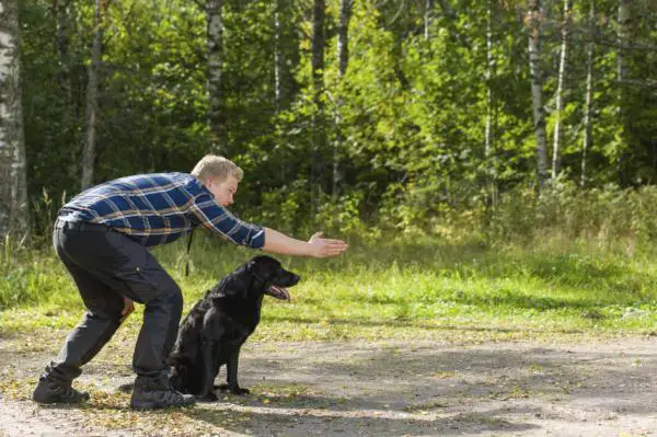 Mitkä ovat koirien parhaat herkut?  - Herkut, erinomaiset koirien kouluttamiseen