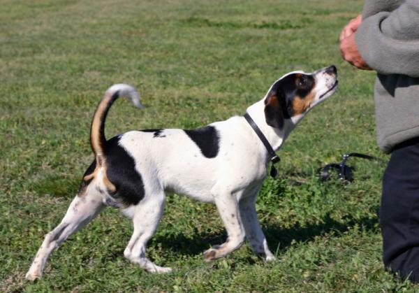 Pinscher -tyypit - tanskalainen ja ruotsalainen maatilakoira