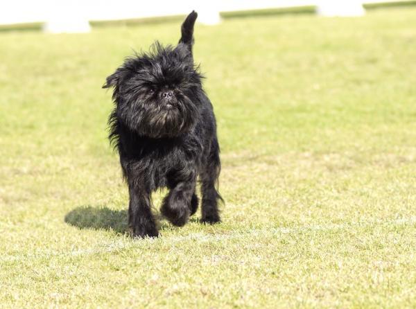 Pinscherin tyypit - Affenpinscher