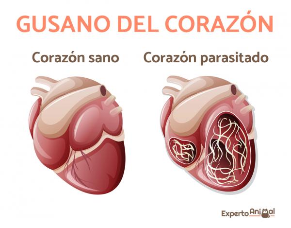 Sydänmato koirilla - oireet, hoito ja ehkäisy - Mikä on sydänmatosairaus?