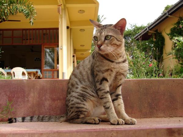 Itämaiset kissarodut - 1. Ceylonin kissa