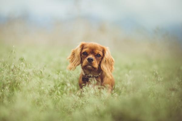 Yleiset Cavalier King Charles Spanielin taudit - Kuinka estää terveysongelmia Cavalier King Charles Spanielissa?