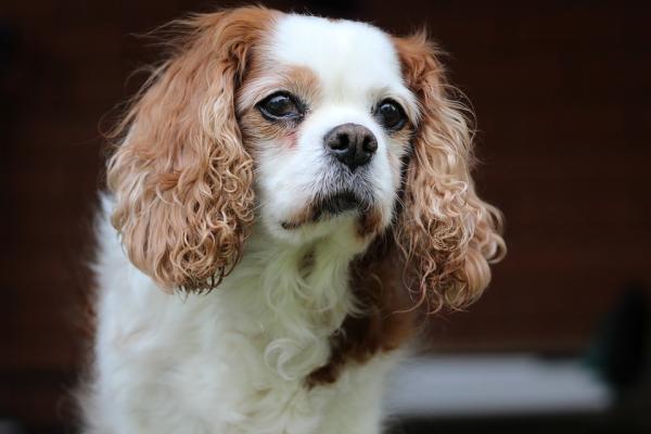 Yleiset Cavalier King Charles Spanielin taudit - silmäongelmat