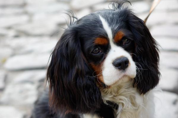 Yleiset Cavalier King Charles Spanielin taudit - Syringomyelia Cavalier King Charles Spanielissa