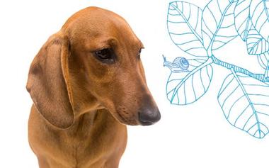 Keuhkomato koirilla - oireet ja hoito - 2023