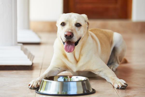 Labradori ja hänen pakkomielle ruokaan - Miksi labradorinnoutajalla on kyltymätön ruokahalu?