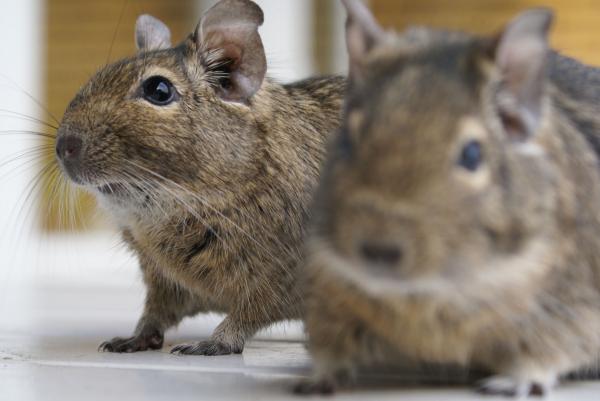 Degu lemmikkinä - Degu -fyysiset ominaisuudet