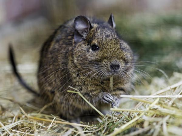 Degu lemmikkinä - Kotiruokaa ruokitaan