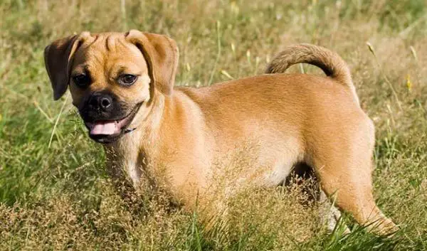 Kääpiökoirat - 11. Puggle