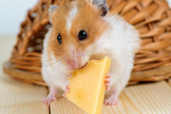 Voiko hamsterit syödä juustoa?  - Juuston ominaisuudet ja hyödyt hamsterille