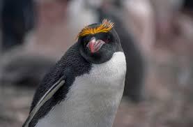 Uhanalaiset pingviinit - Makaroni tai oranssi sulka -pingviini (Eudyptes chrysolophus)