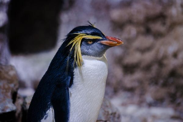 Uhanalaiset pingviinit - Rockhopper -pingviini (Eudyptes chrysocome)