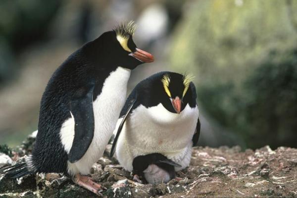 Uhanalaiset pingviinit - Antipodean Penguin (Eudyptes sclateri)