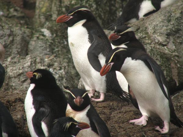 Uhanalaiset pingviinit - Virvelipingviini (Eudyptes robustus)