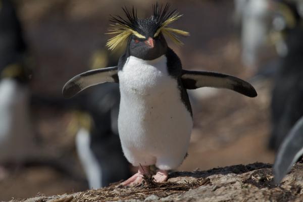 Uhanalaiset pingviinit - Northern Rockhopper Penguin (Eudyptes moseleyi)