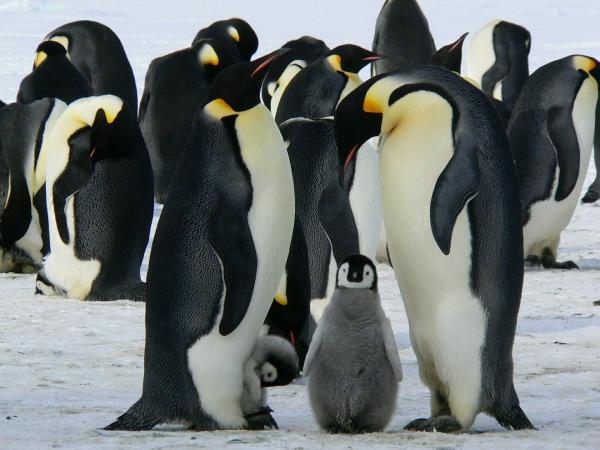 Uhanalaiset pingviinit - keisaripingviini (Aptenodytes forsteri)